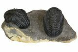 Two Large Pedinopariops Trilobites - Very Nice Specimen #138933-2